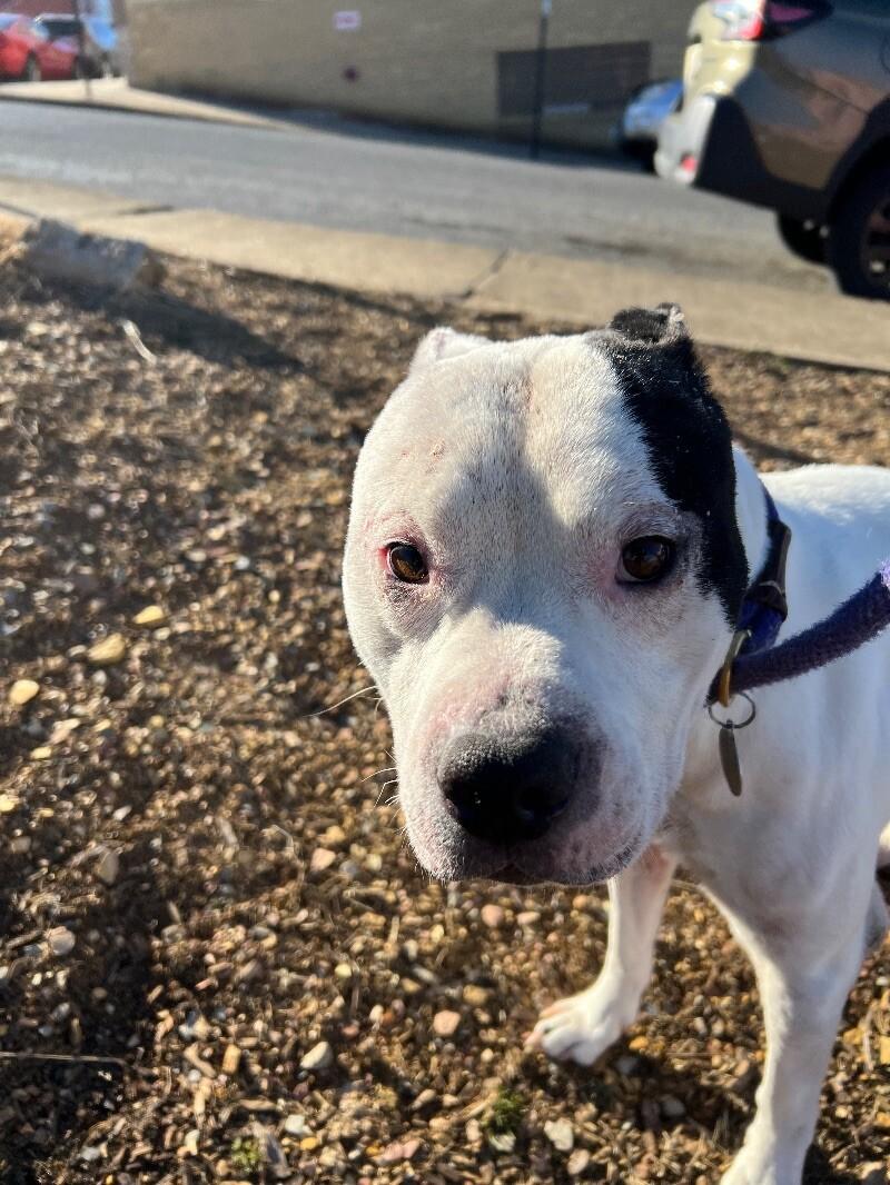 Enlarge Hefner, a Adoptable mixed breed in Roanoke, VA image 1/6