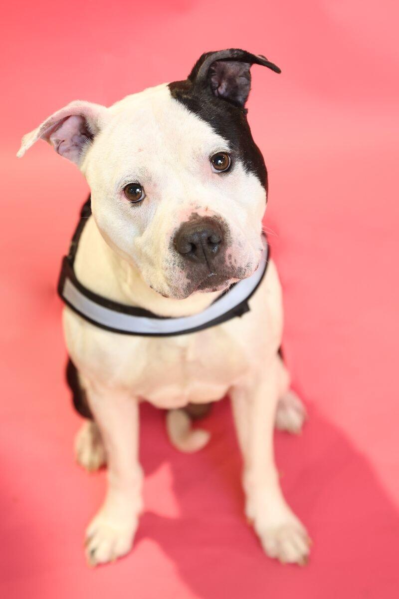 Enlarge Hefner, a Adoptable mixed breed in Roanoke, VA image 2/6