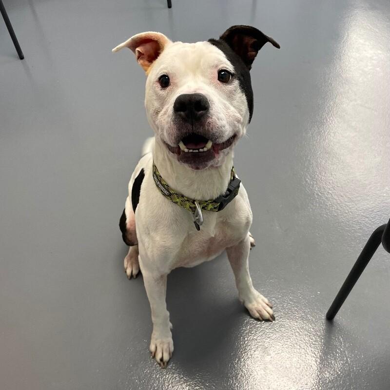 Enlarge Hefner, a Adoptable mixed breed in Roanoke, VA image 3/6