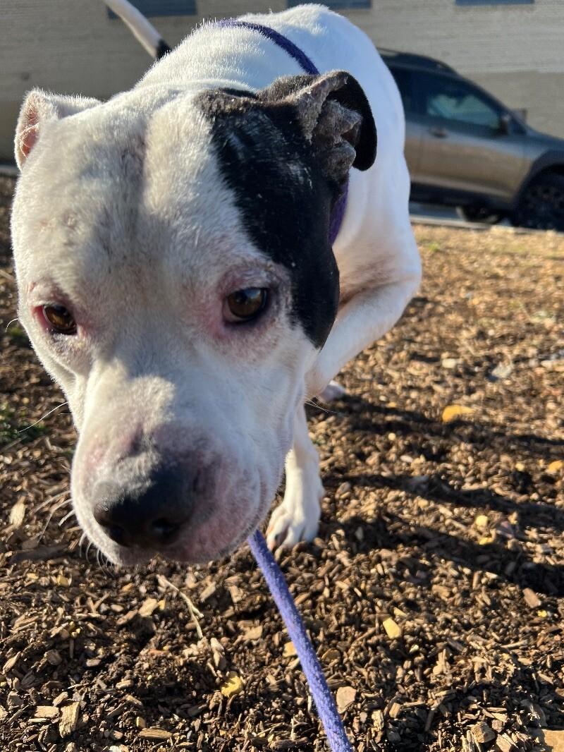 Enlarge Hefner, a Adoptable mixed breed in Roanoke, VA image 2/6