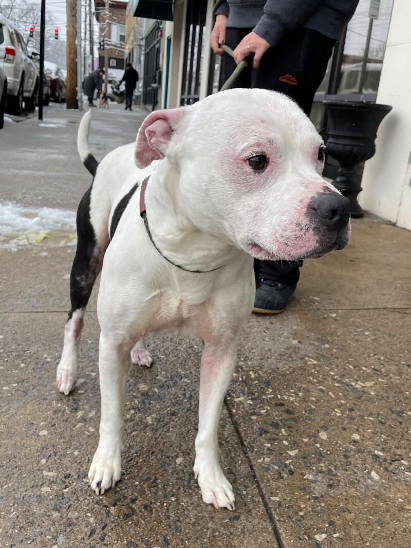 Enlarge Hefner, a Adoptable mixed breed in Roanoke, VA image 3/6