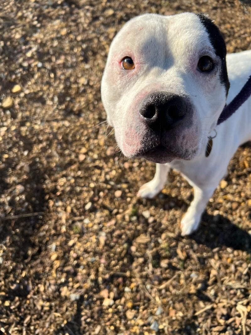 Enlarge Hefner, a Adoptable mixed breed in Roanoke, VA image 5/6