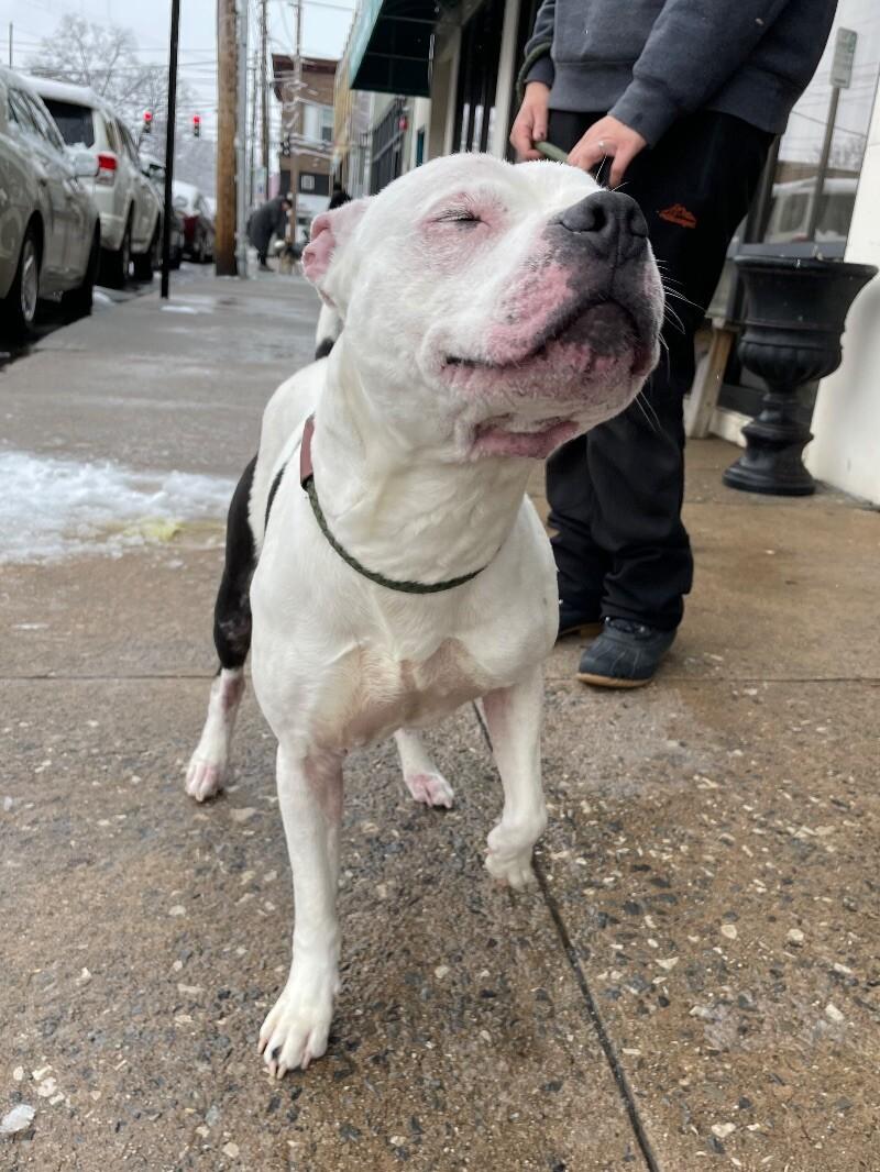 Enlarge Hefner, a Adoptable mixed breed in Roanoke, VA image 6/6