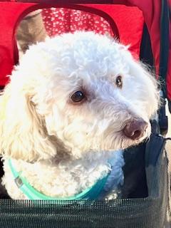 Charlie — thumbnail 2