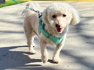 Charlie — thumbnail 5