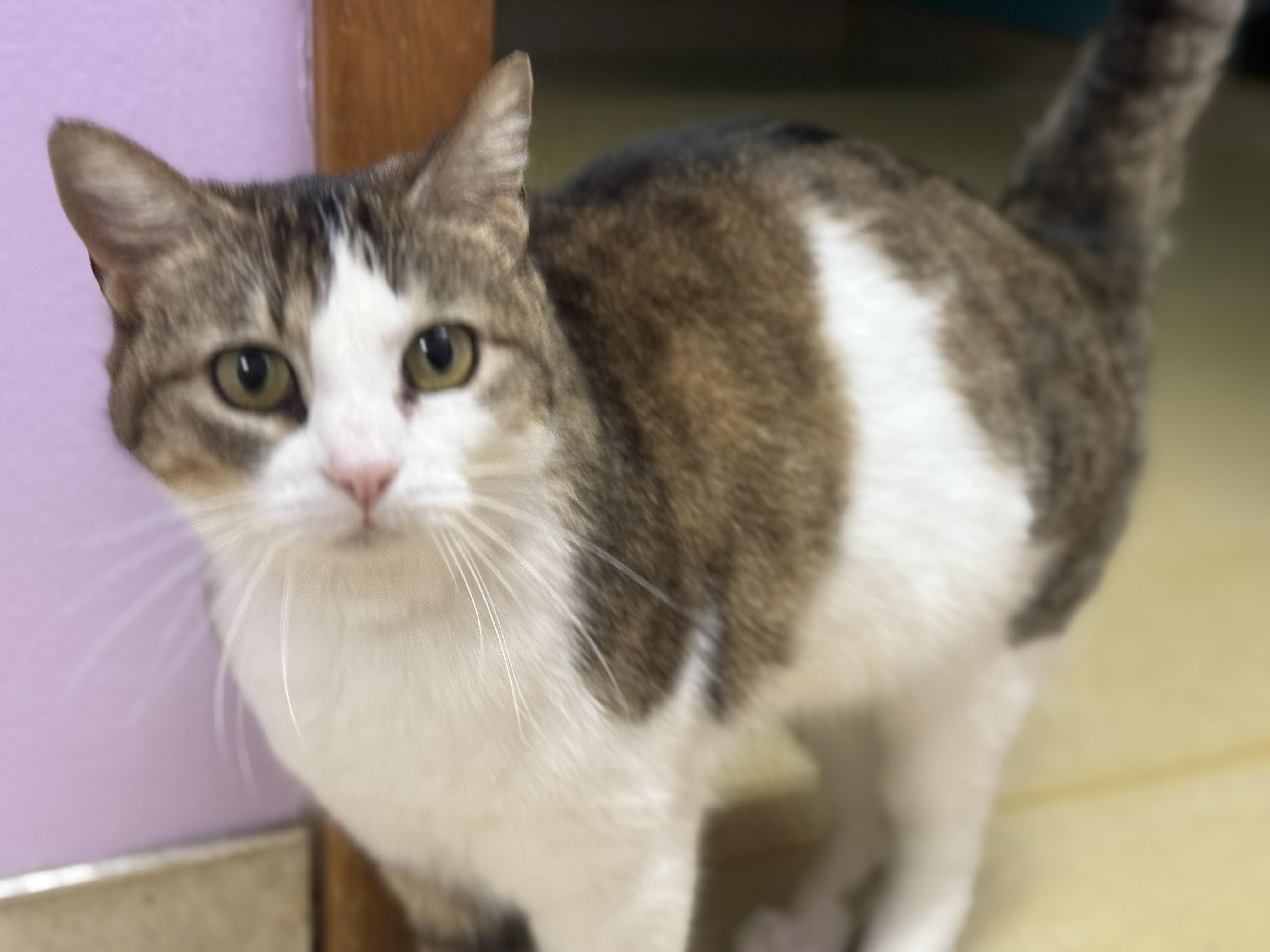 Frankie, Adult Female unknown