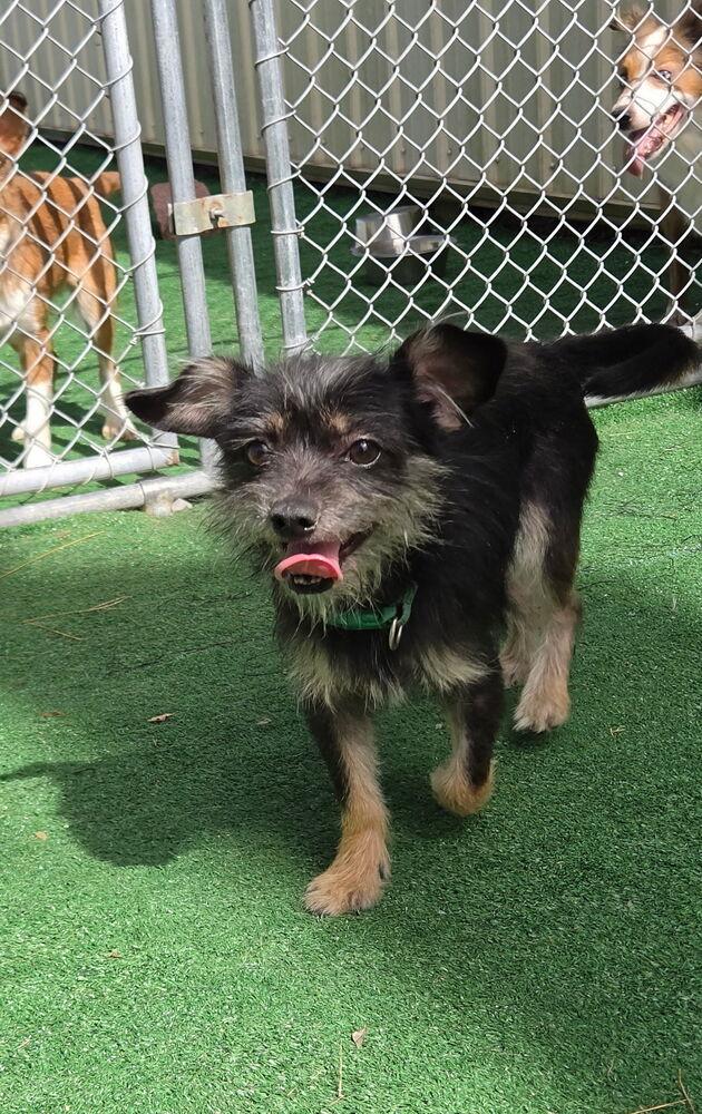 Pepe, Adoptable, Young Male Yorkshire Terrier & Dachshund.