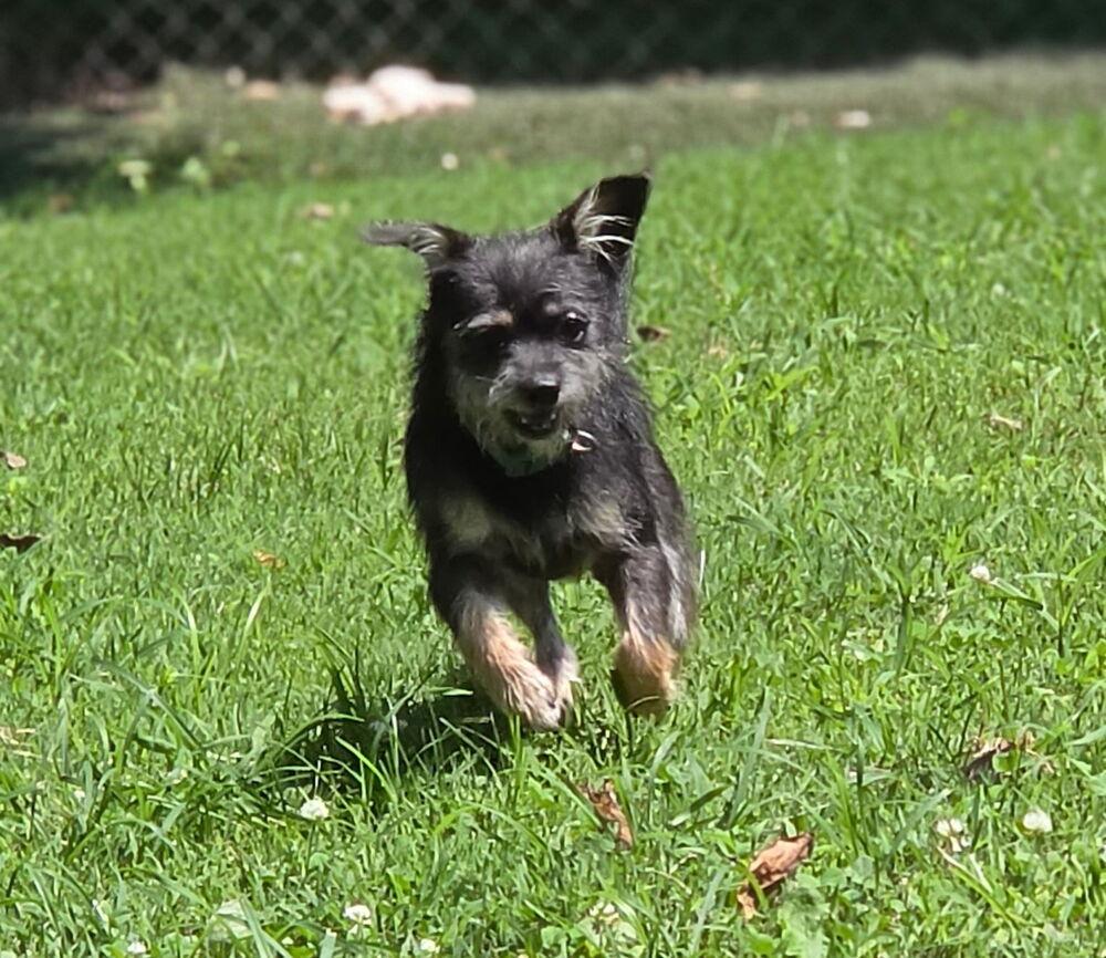 Enlarge Pepe, a Adoptable mixed breed in Waterloo, IL image 2/3