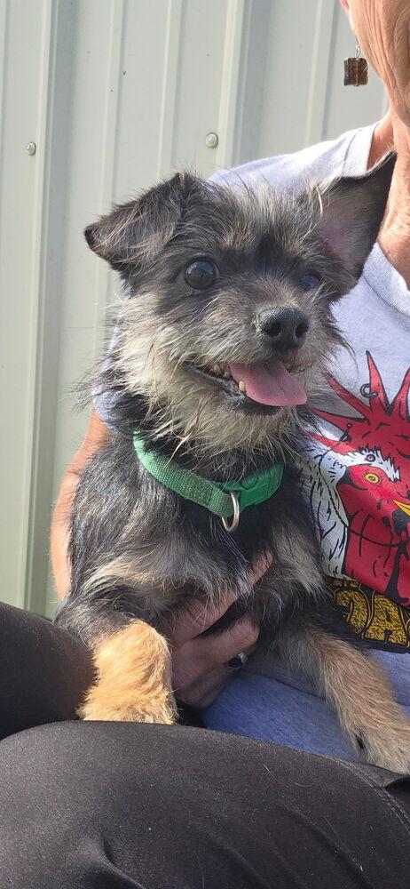 Enlarge Pepe, a Adoptable mixed breed in Waterloo, IL image 3/3