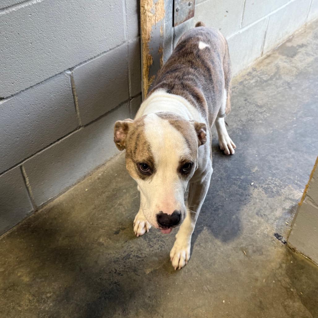Enlarge Scar 060602, a Adoptable Pit Bull Terrier in Amory, MS image 1/1