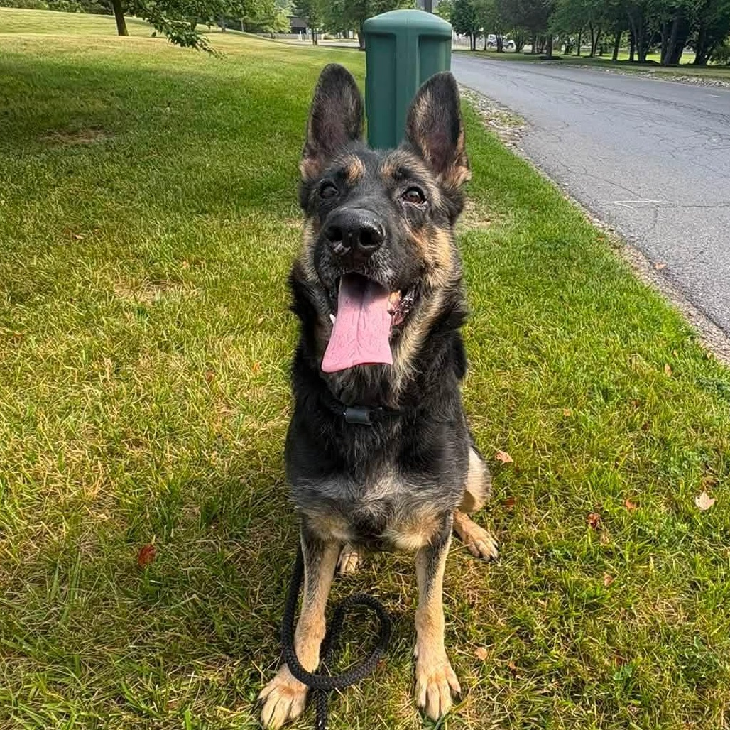 Enlarge Joslyn, a ADOPTABLE German Shepherd Dog in North Syracuse, NY image 1/4