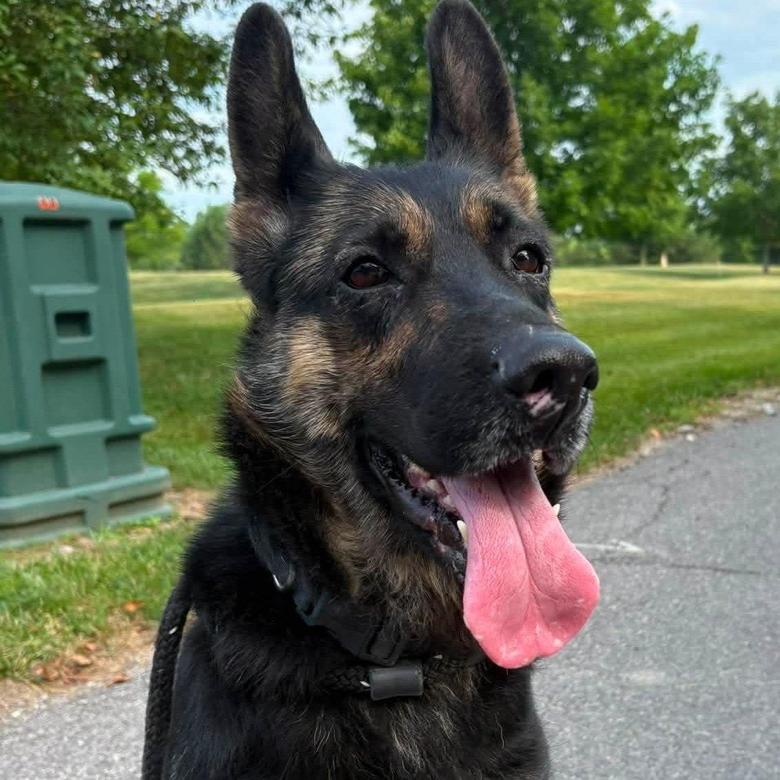 Enlarge Joslyn, a ADOPTABLE German Shepherd Dog in North Syracuse, NY image 3/4