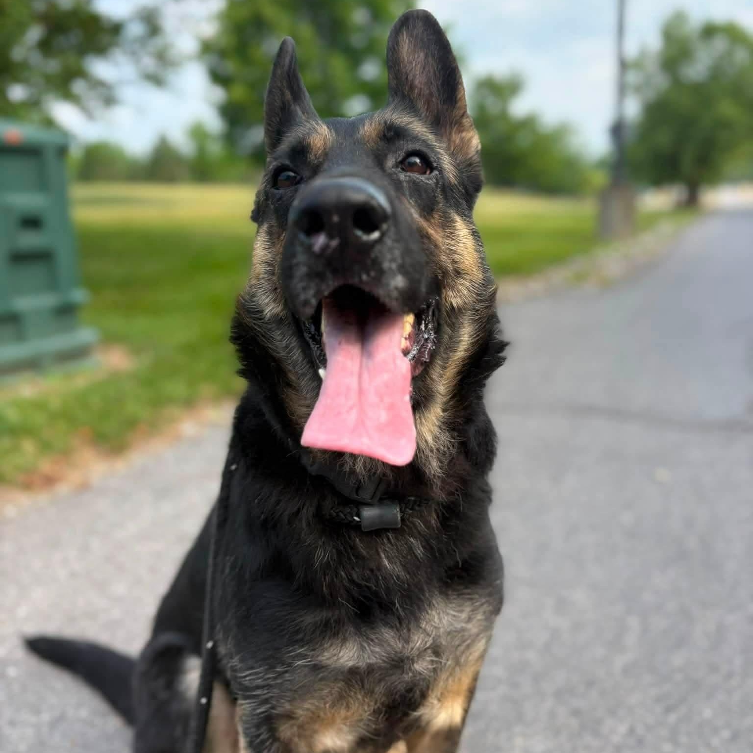 Enlarge Joslyn, a ADOPTABLE German Shepherd Dog in North Syracuse, NY image 4/4