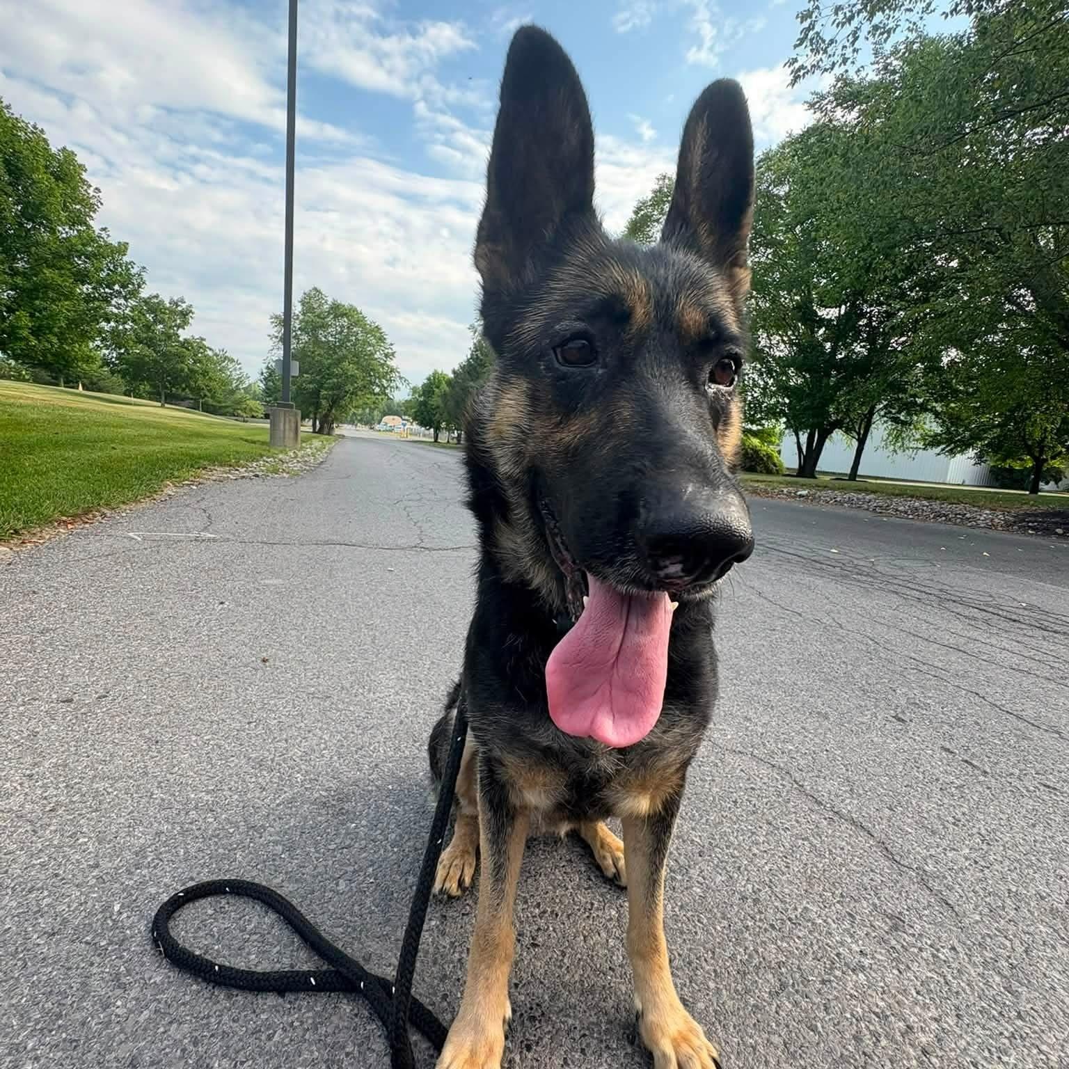 Enlarge Joslyn, a ADOPTABLE German Shepherd Dog in North Syracuse, NY image 2/4