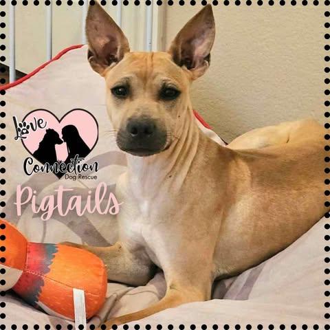 Pigtails, a Adoptable mixed breed in Gilbert, AZ image 5/5