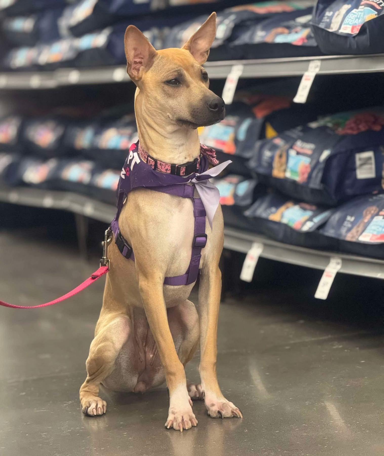 Pigtails, a Adoptable mixed breed in Gilbert, AZ image 1/5