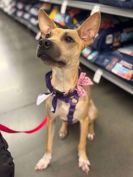 Pigtails, a Adoptable mixed breed in Gilbert, AZ image 2/5