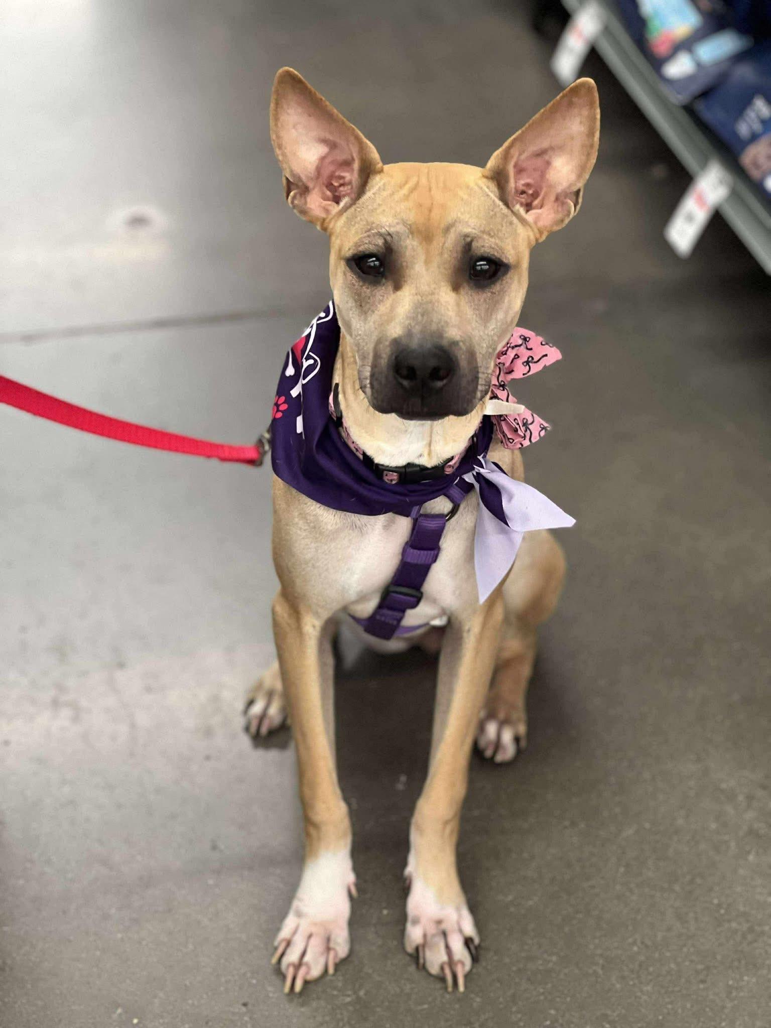 Pigtails, a Adoptable mixed breed in Gilbert, AZ image 3/5