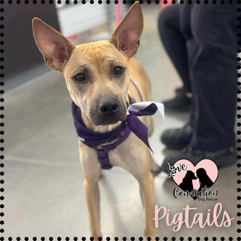 Pigtails, a Adoptable mixed breed in Gilbert, AZ image 4/5