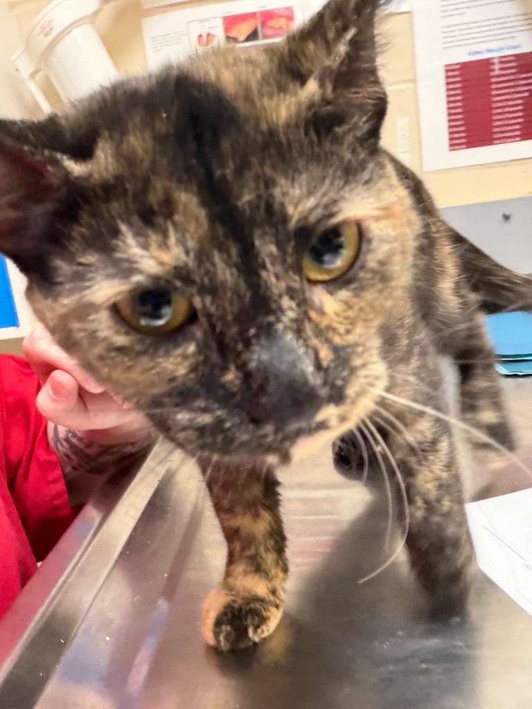 Enlarge GUAVA, a Adopted mixed breed in Wintersville, OH image 1/4