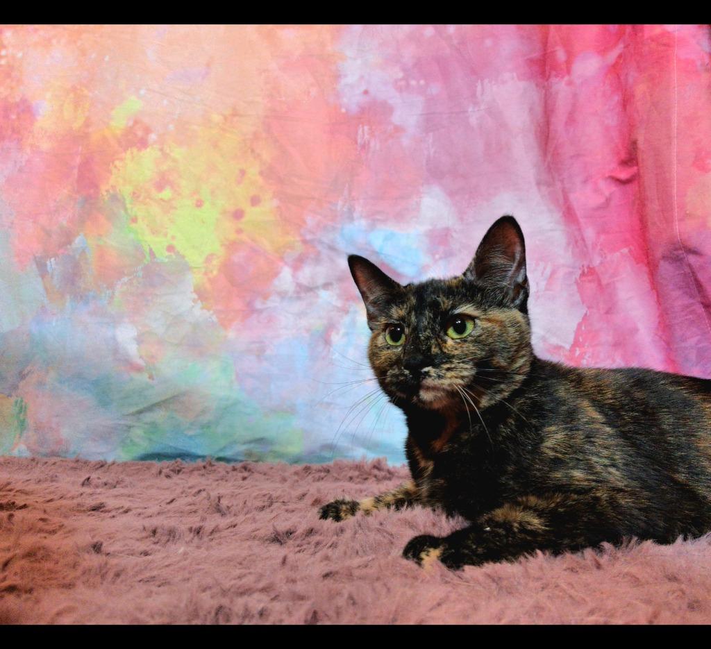 Enlarge GUAVA, a Adopted mixed breed in Wintersville, OH image 2/4