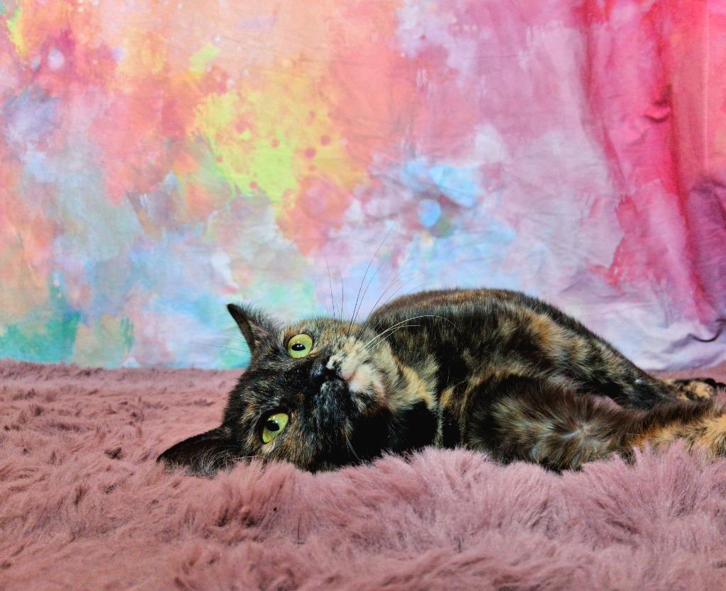 Enlarge GUAVA, a Adopted mixed breed in Wintersville, OH image 3/4