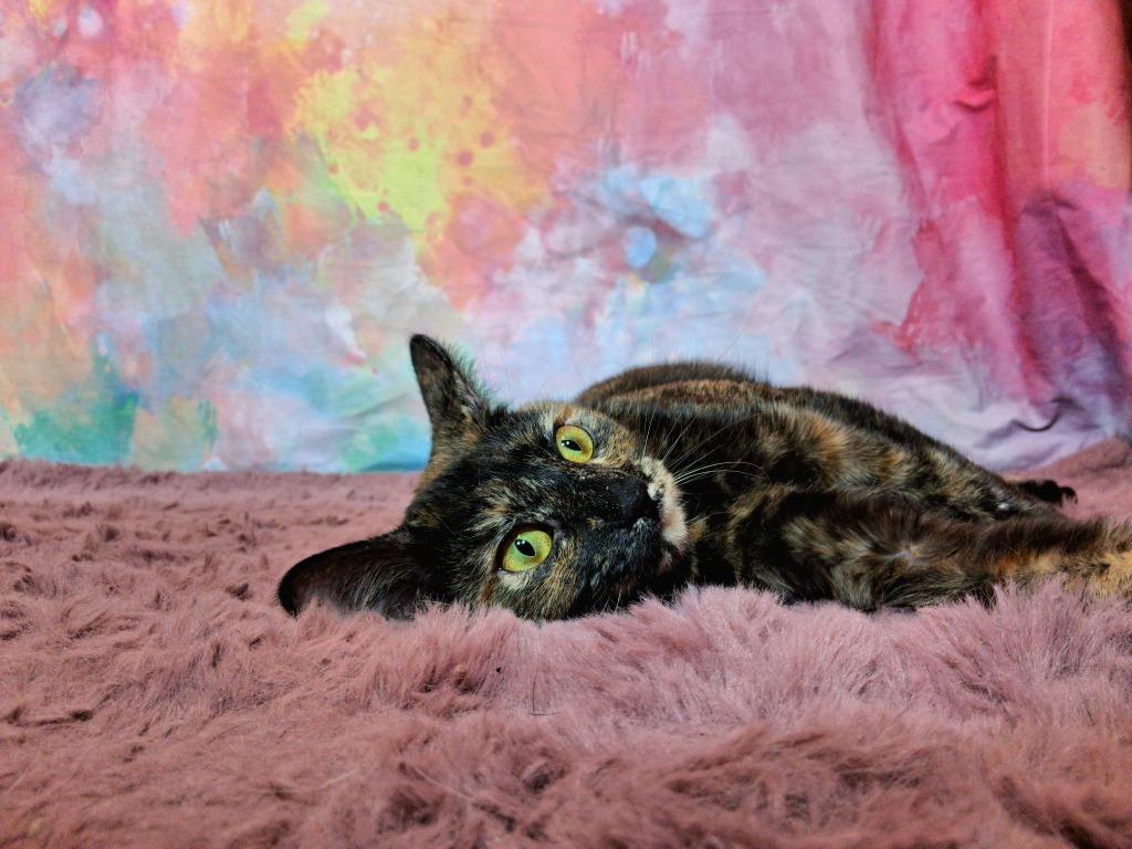 Enlarge GUAVA, a Adopted mixed breed in Wintersville, OH image 4/4