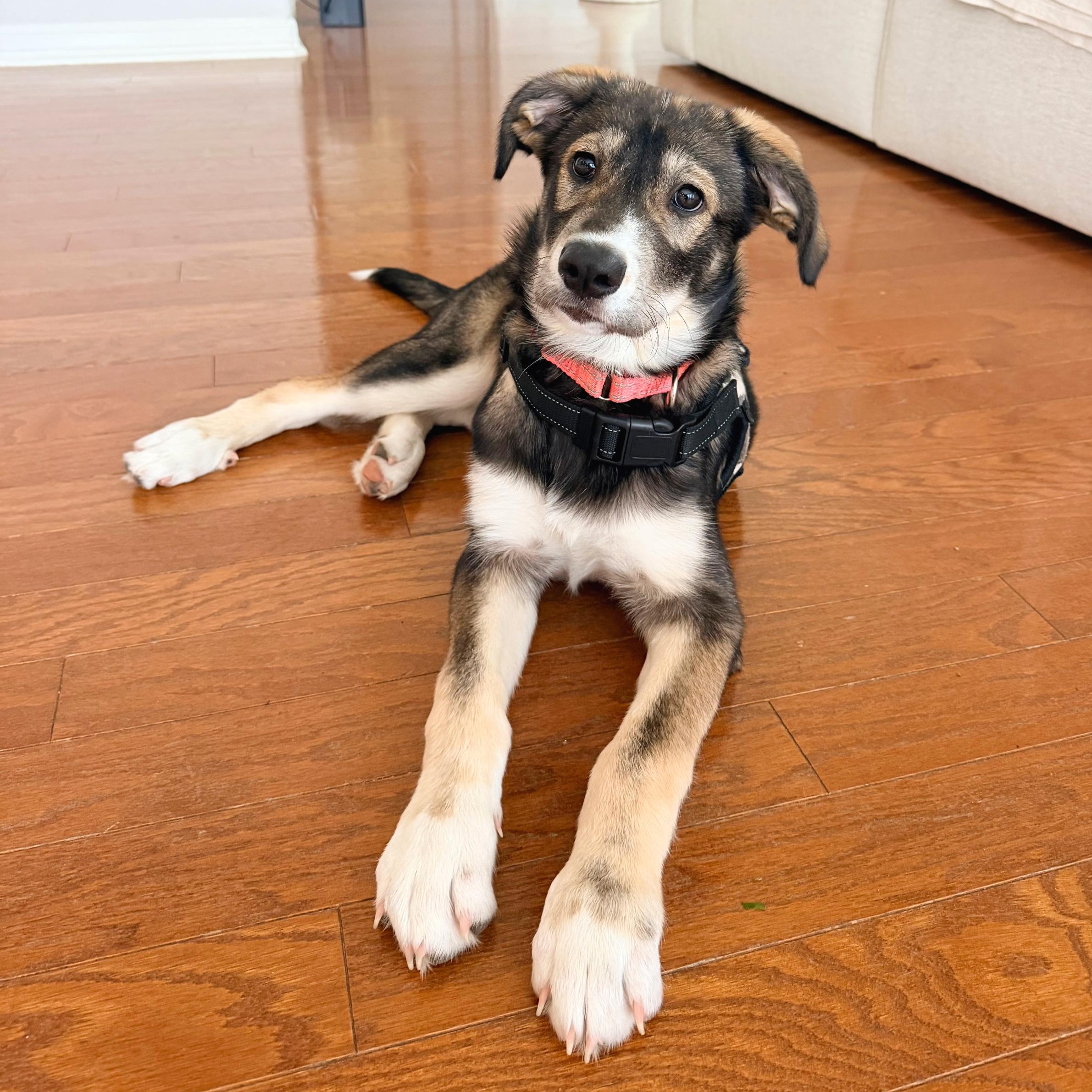 Enlarge Roxy, a Adoptable mixed breed in Allentown, PA image 6/6