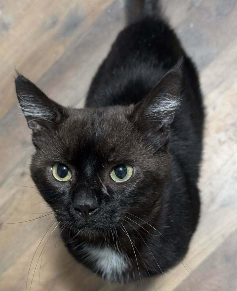 Black Sabbath  k-525, Adoptable, Adult Male Domestic Short Hair.