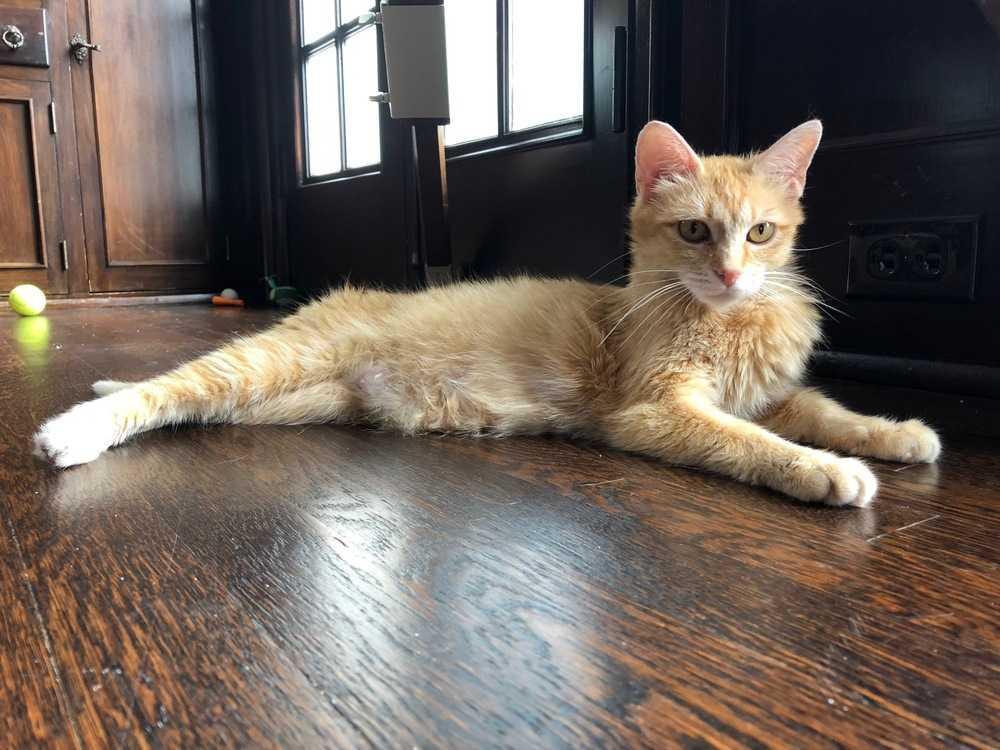 Miss Peaches (MISSING 8/3), a Adopted Domestic Medium Hair in Ferndale, MI image 1/2