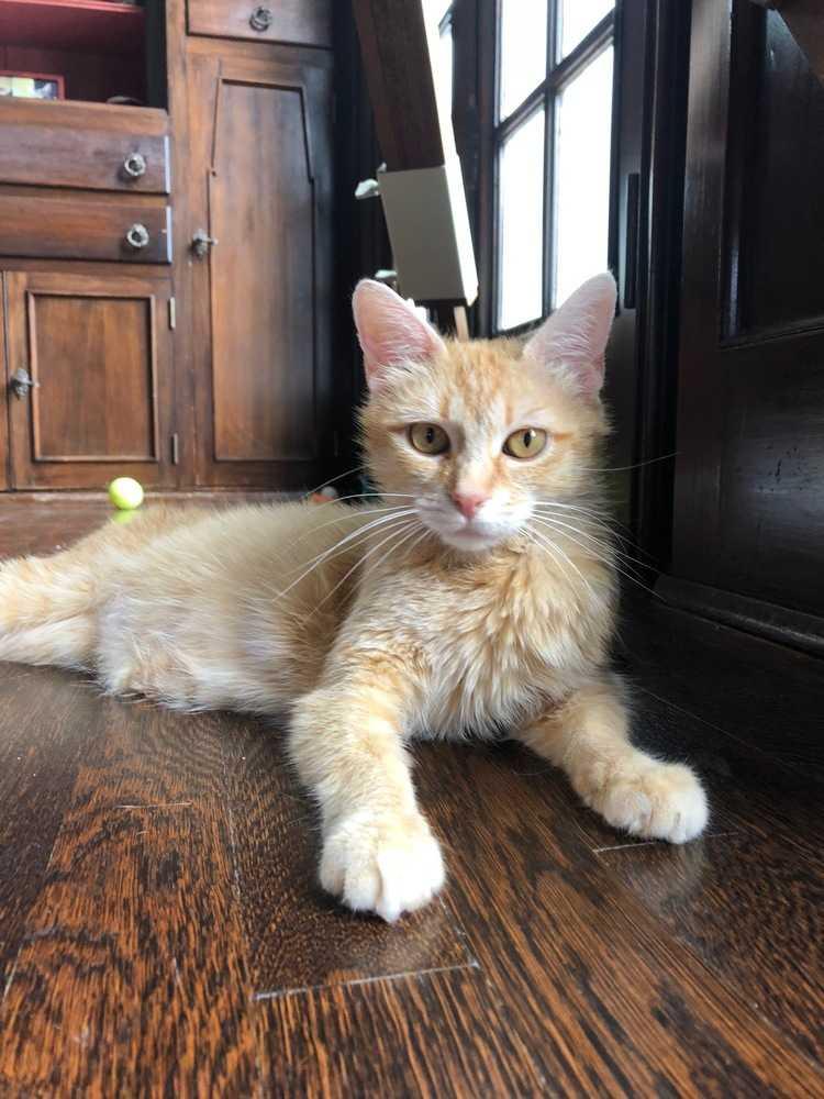 Miss Peaches (MISSING 8/3), a Adopted Domestic Medium Hair in Ferndale, MI image 2/2