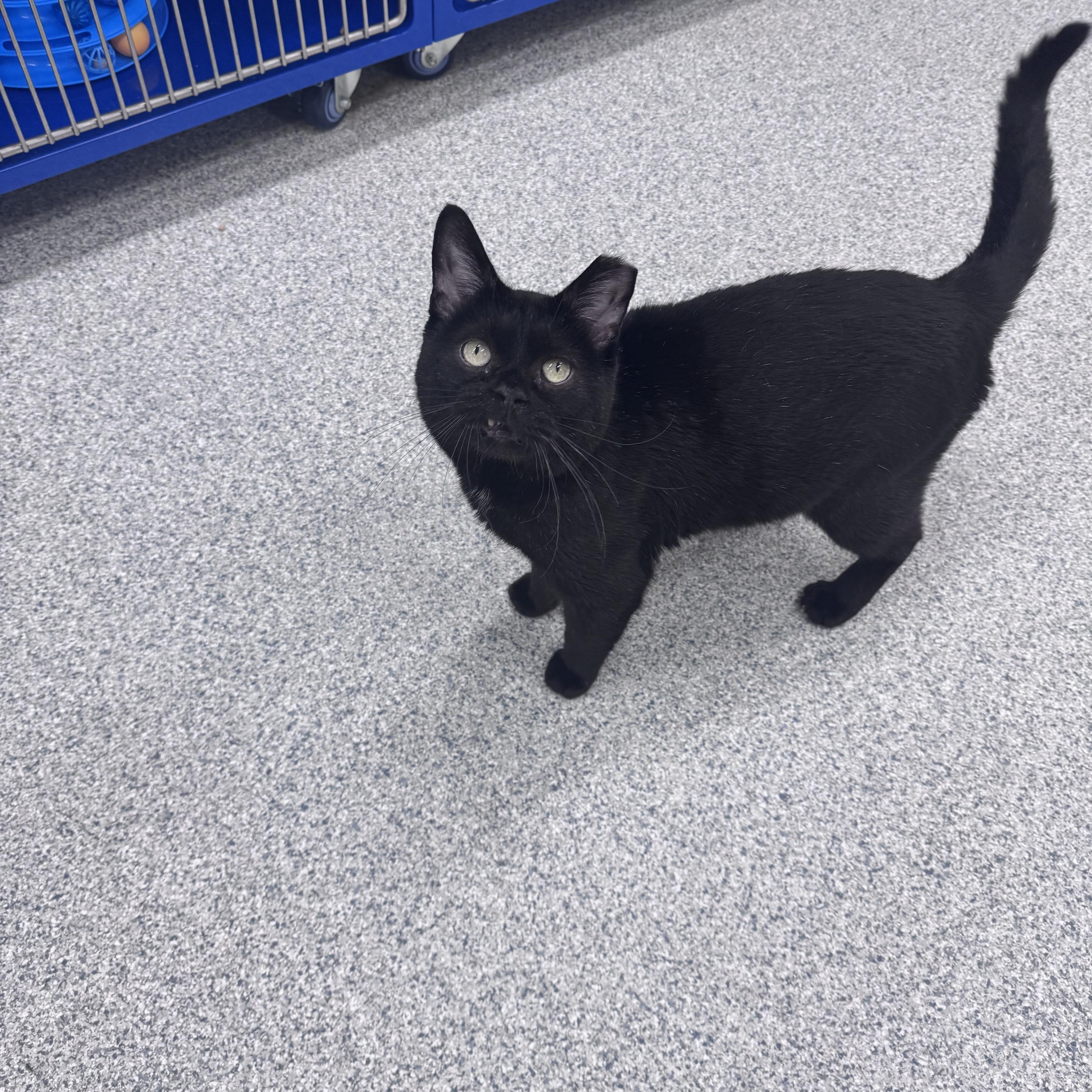 Enlarge Popcorn , a ADOPTABLE Domestic Short Hair in Cherryfield, ME image 1/1