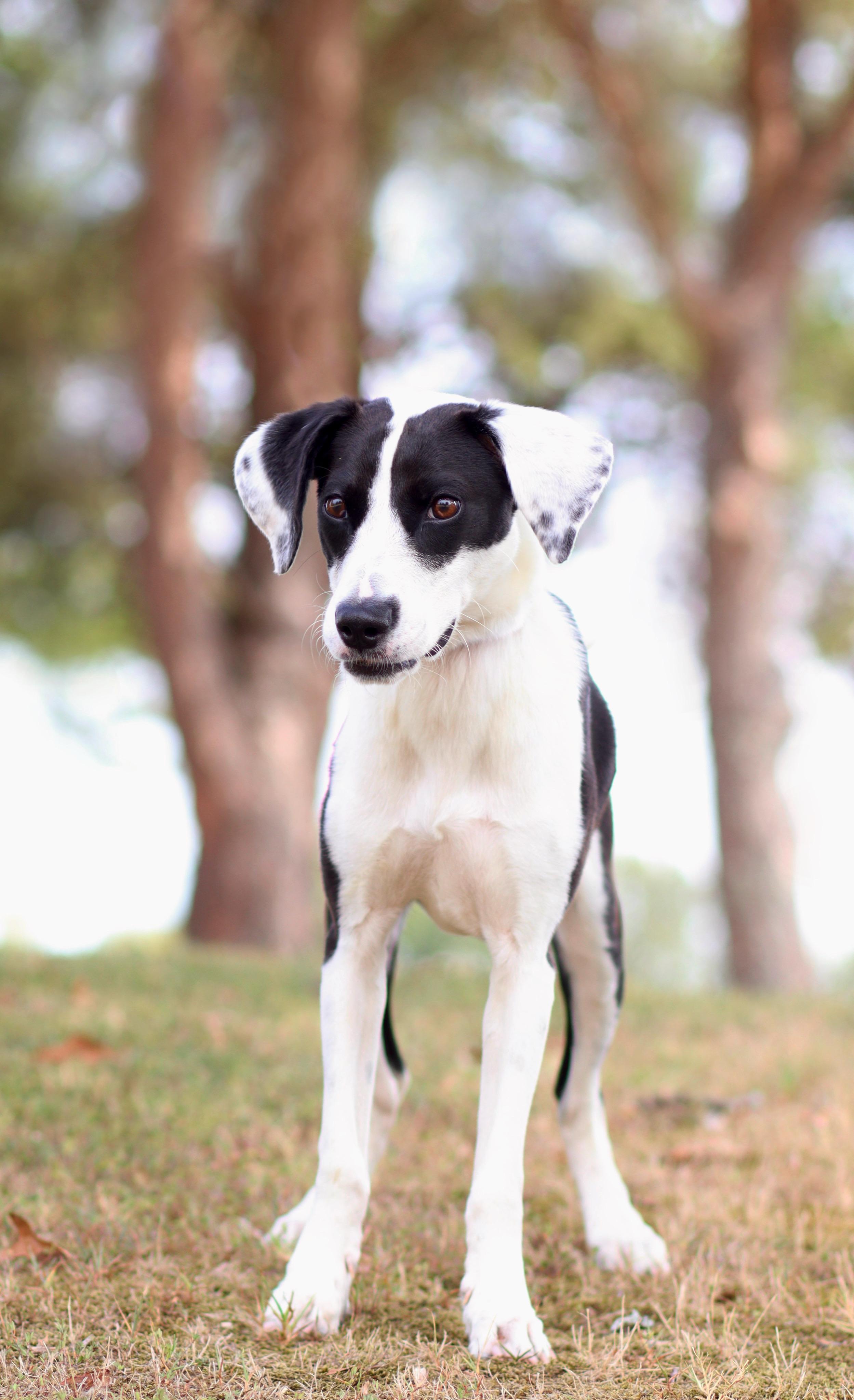 Chess, Adoptable, Puppy Female Hound & English Pointer.