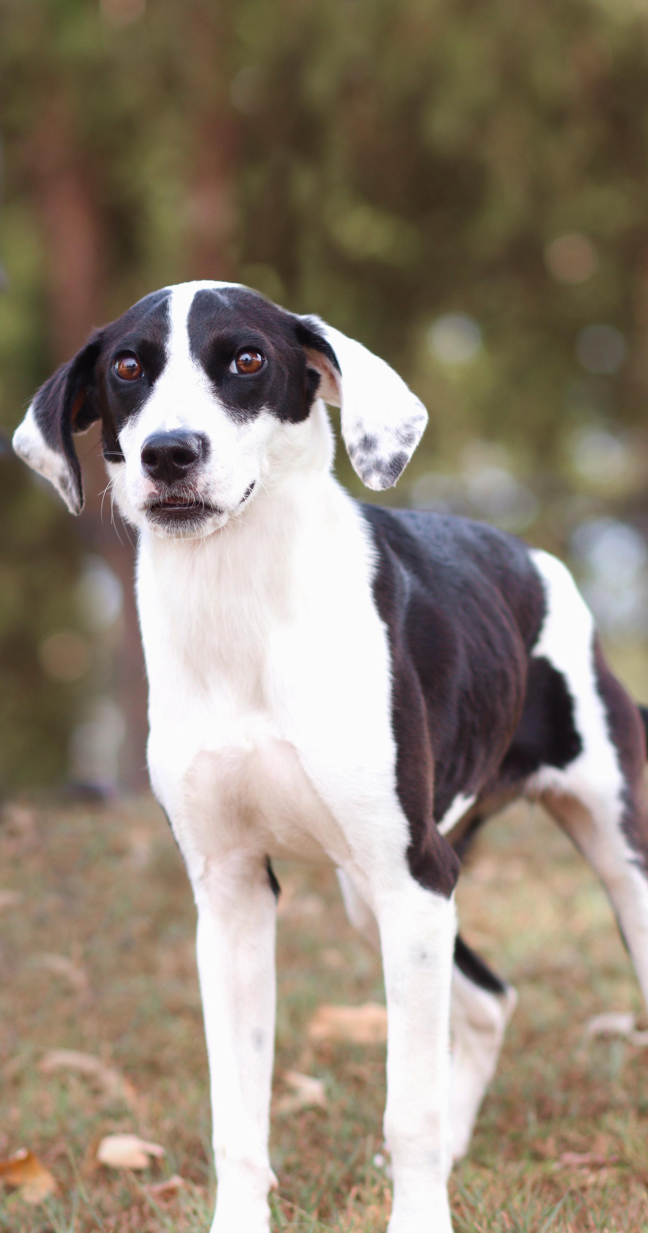 Enlarge Chess, a Adoptable mixed breed in Collierville, TN image 2/2