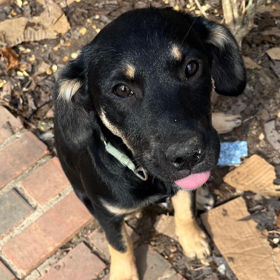 Enlarge Comet, a ADOPTABLE Coonhound in Nantucket, MA image 1/1