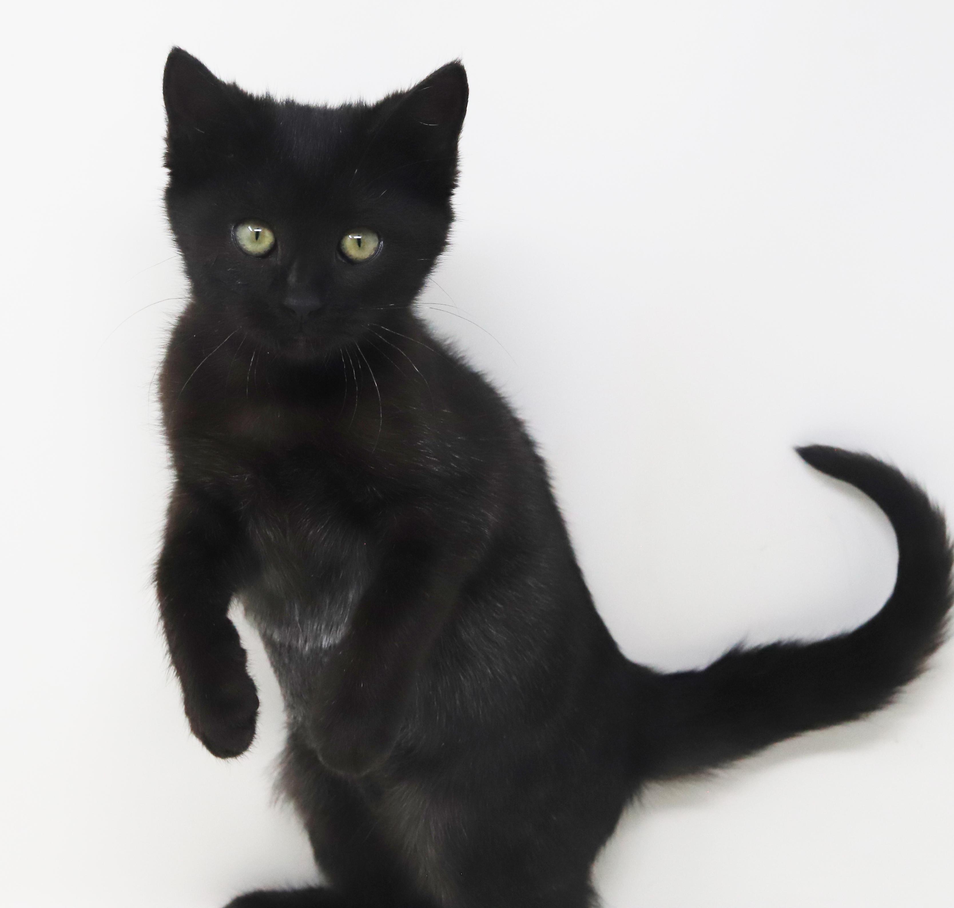 Octavia Is The Princess