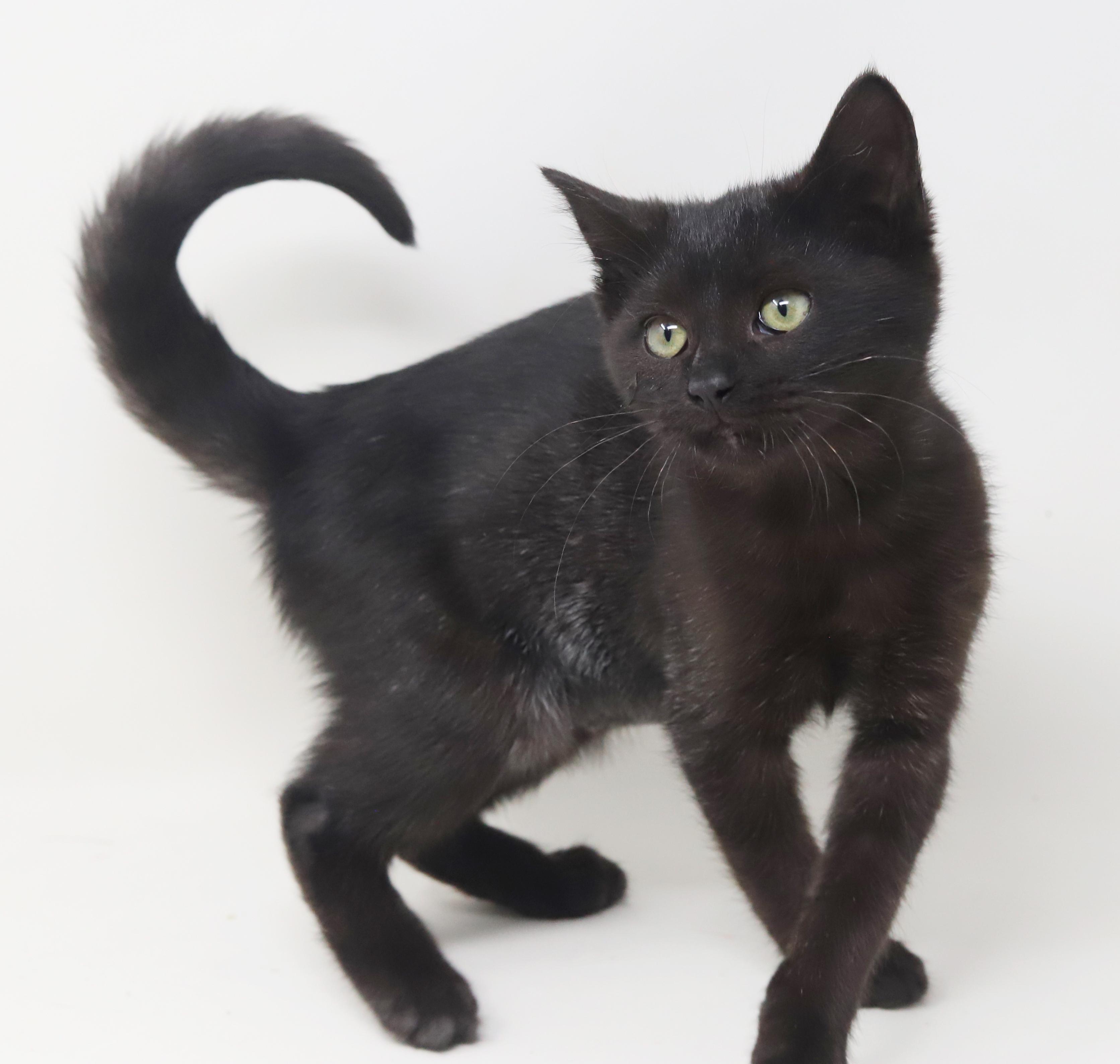 Octavia Is The Princess thumbnail 3