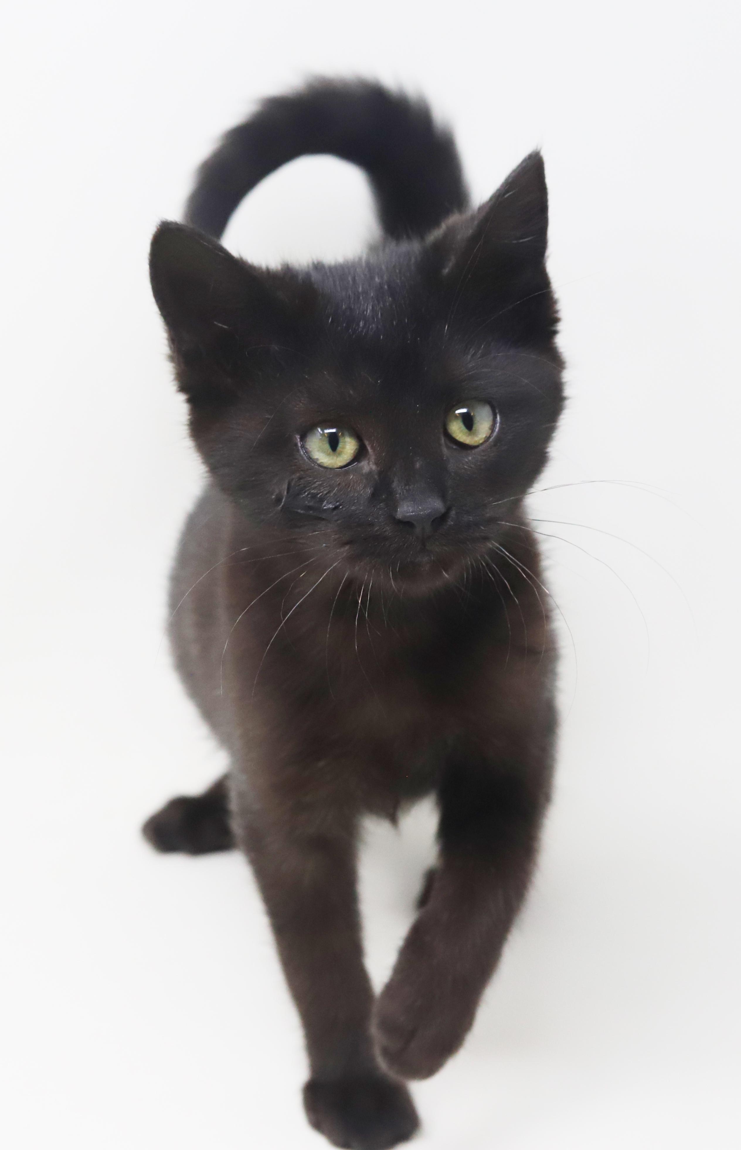 Octavia Is The Princess thumbnail 4