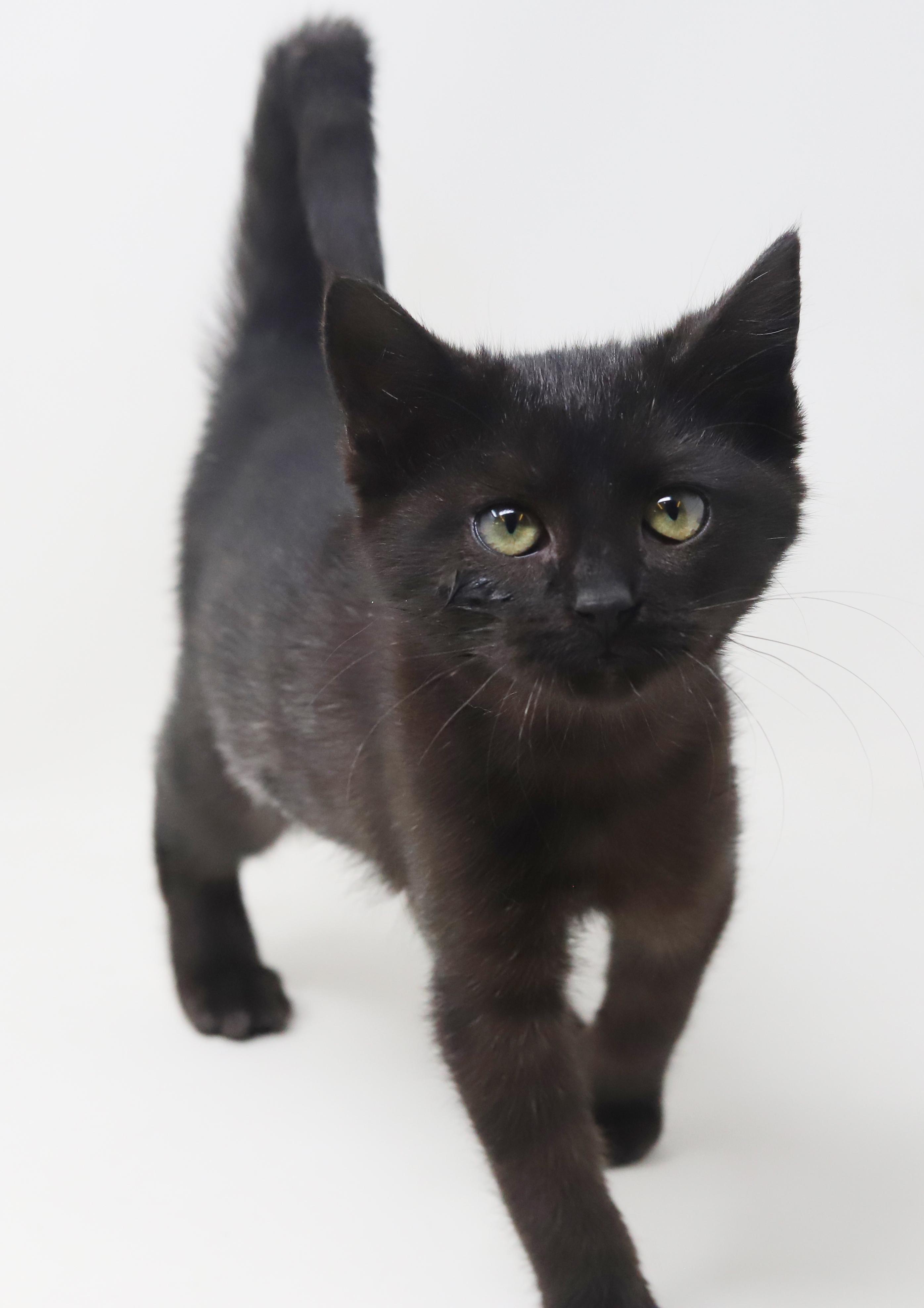 Octavia Is The Princess thumbnail 5