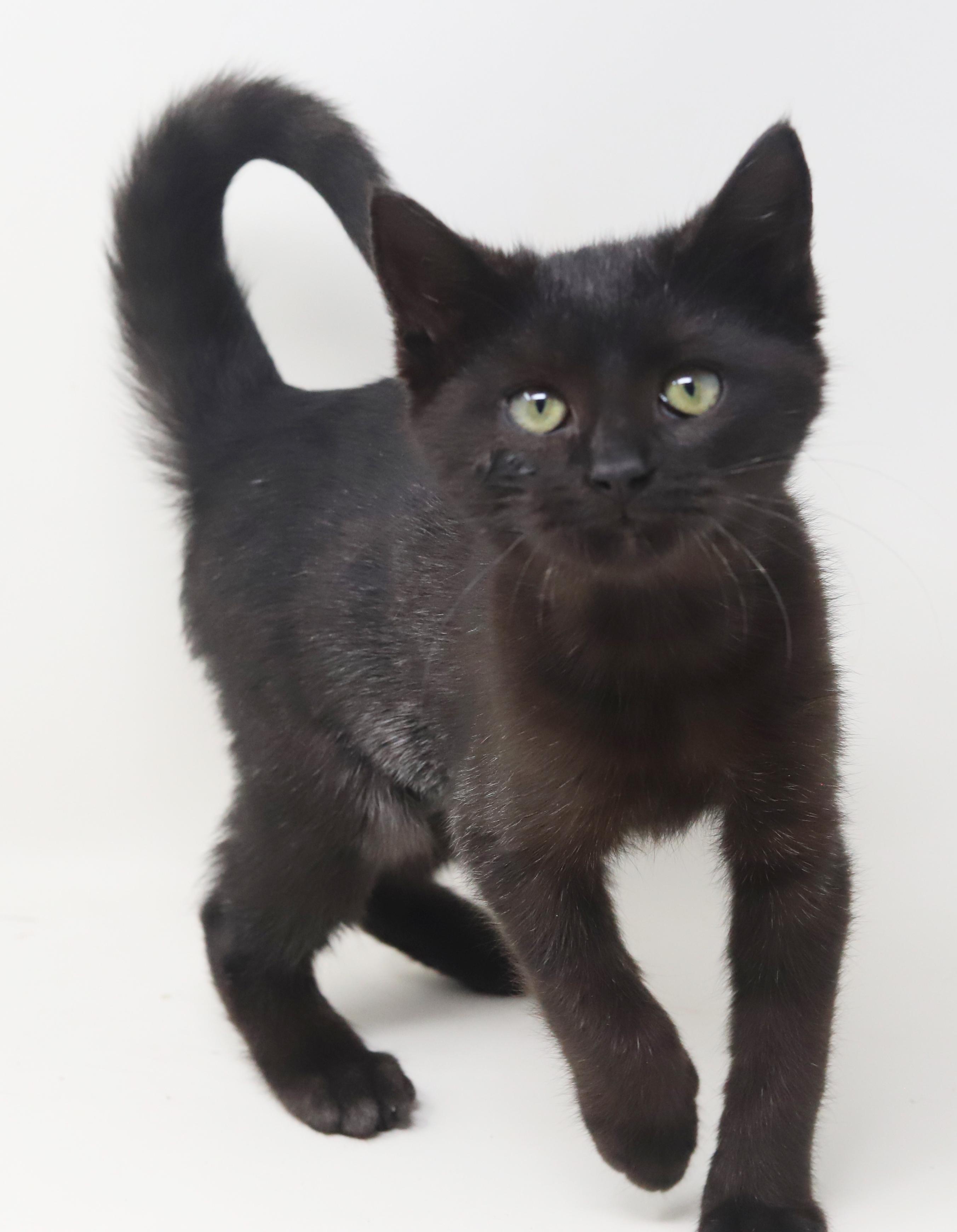 Octavia Is The Princess thumbnail 7