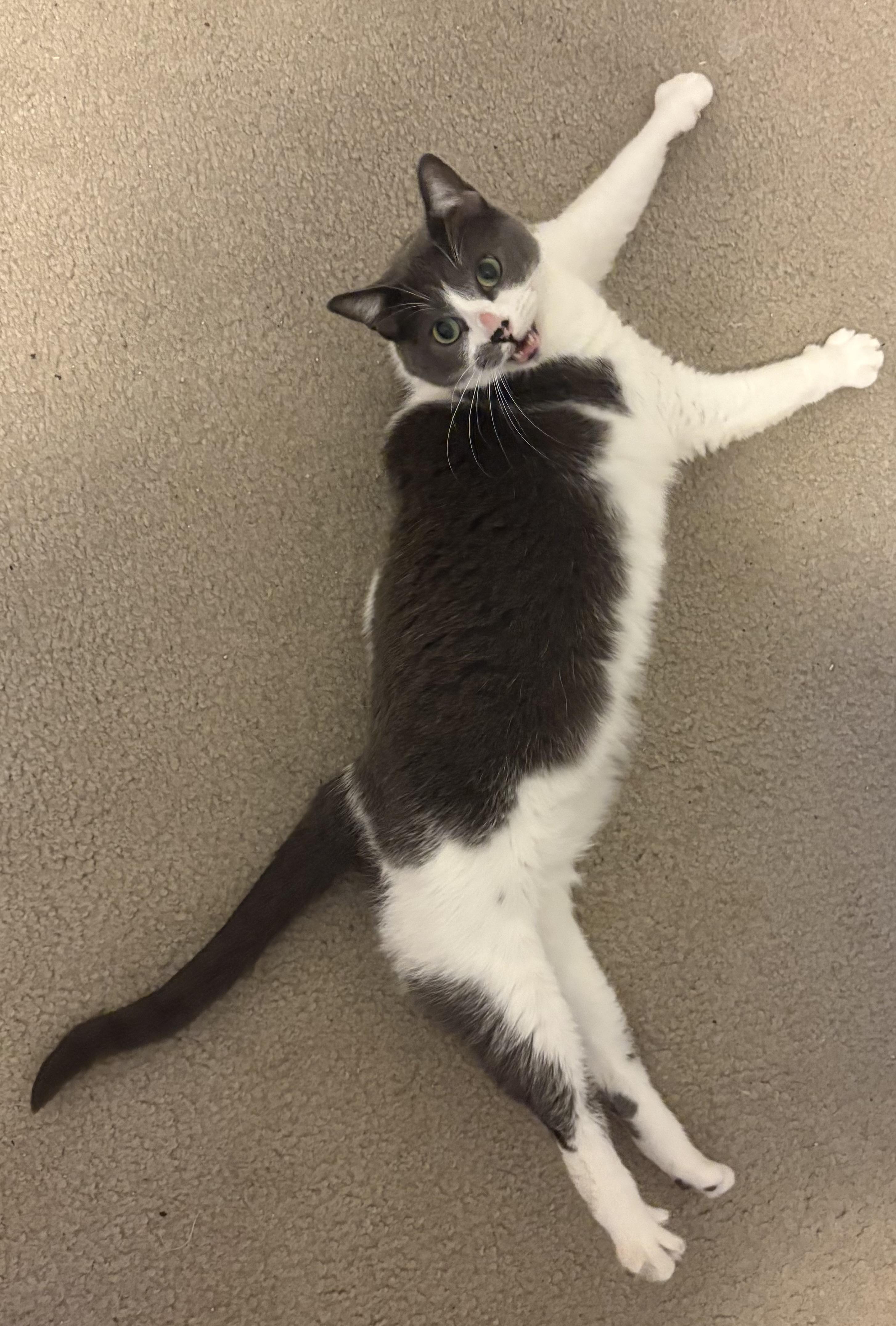 Storm , Adoptable, Adult Female Domestic Short Hair.