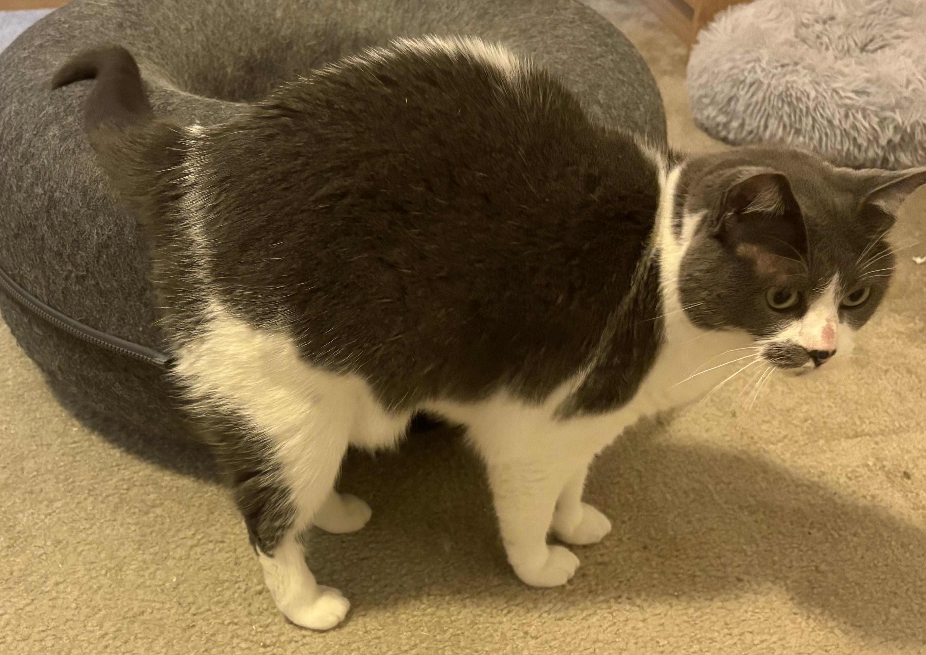 Enlarge Storm , a Adoptable Domestic Short Hair in Charlotte, NC image 3/6