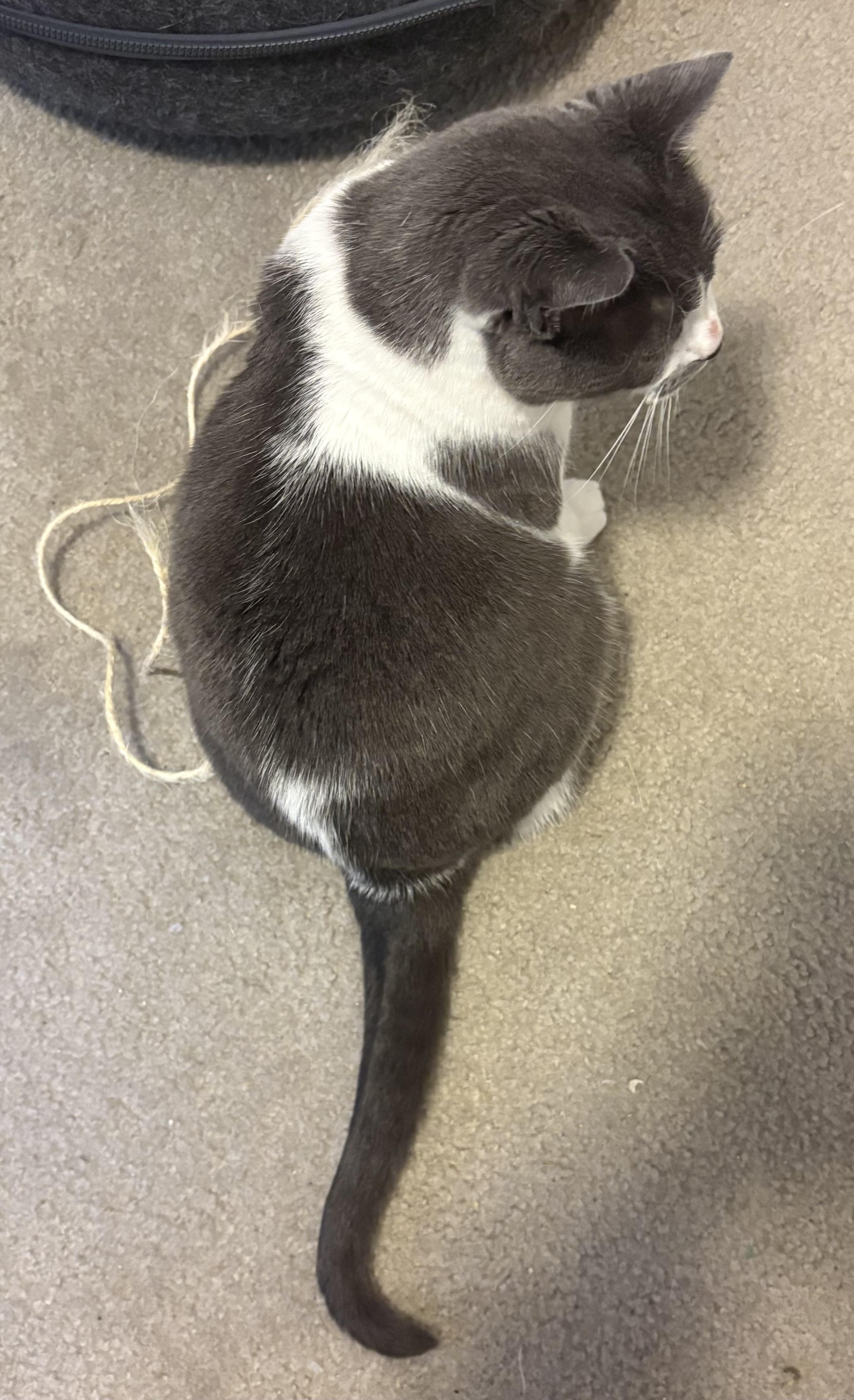 Enlarge Storm , a Adoptable Domestic Short Hair in Charlotte, NC image 4/6