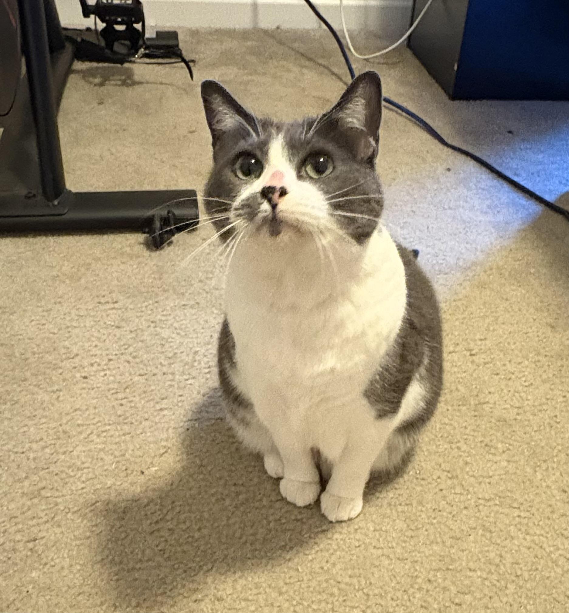 Enlarge Storm , a Adoptable Domestic Short Hair in Charlotte, NC image 6/6