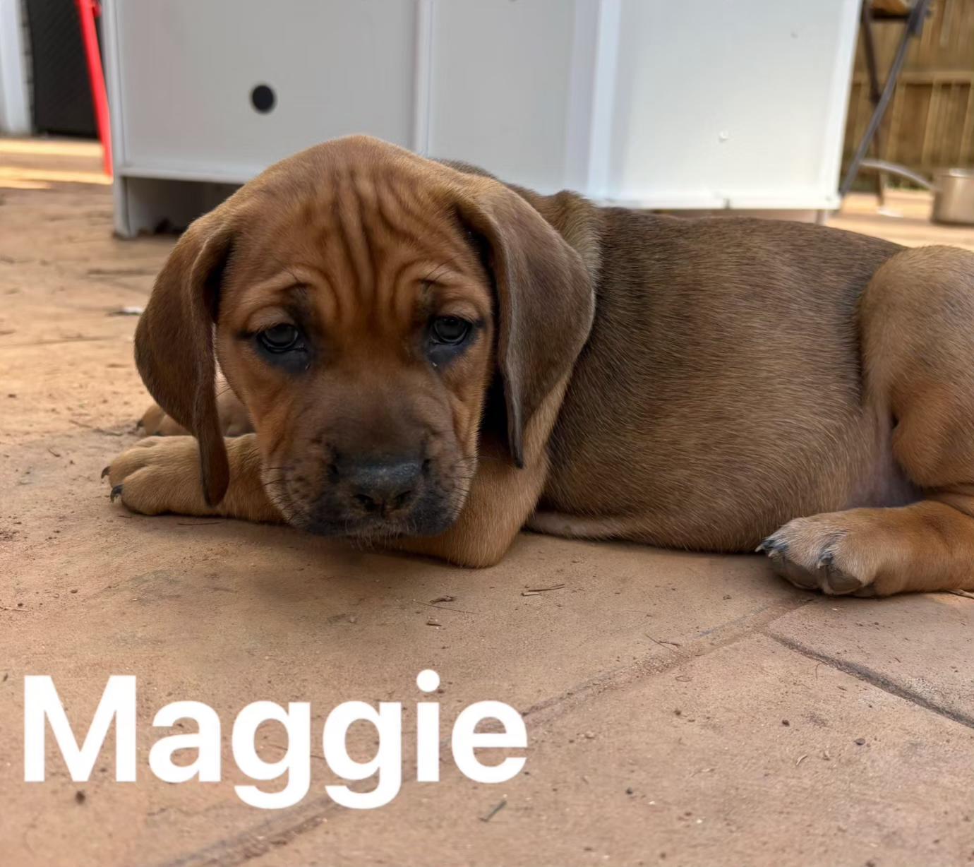 Maggie Pup, a ADOPTABLE mixed breed in Pelzer, SC image 1/2
