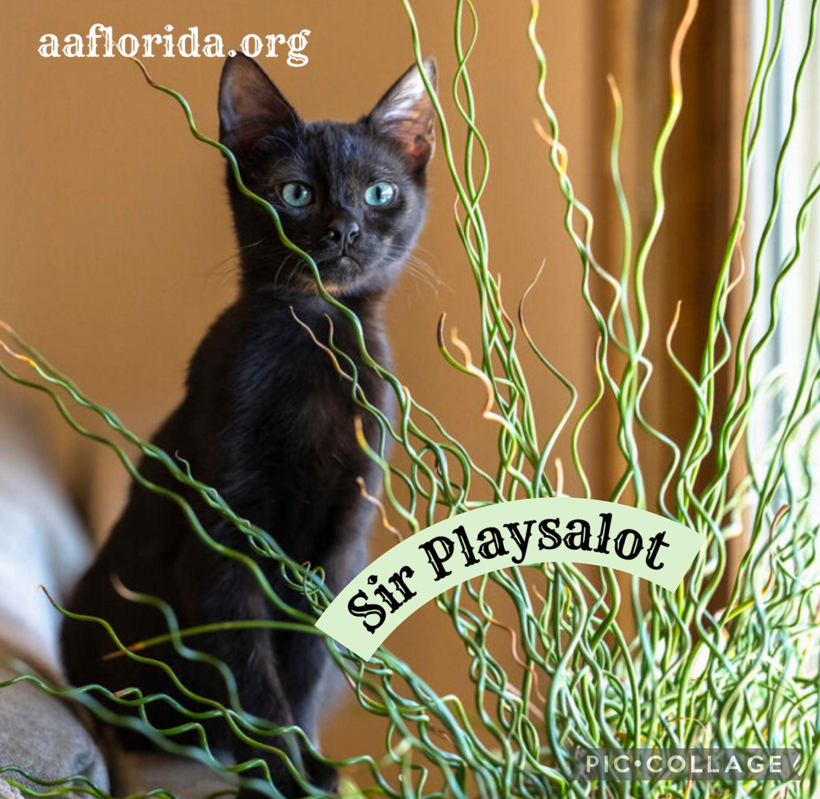 Sir Playsalot, Adopted, Young Male Domestic Medium Hair.