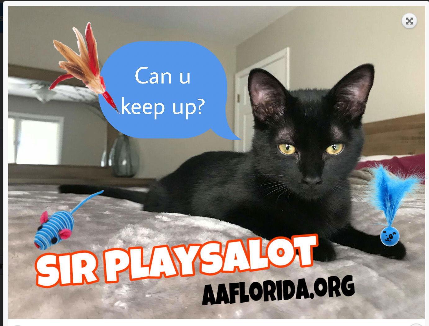 Enlarge Sir Playsalot, a Adopted Domestic Medium Hair in Pensacola, FL image 2/3