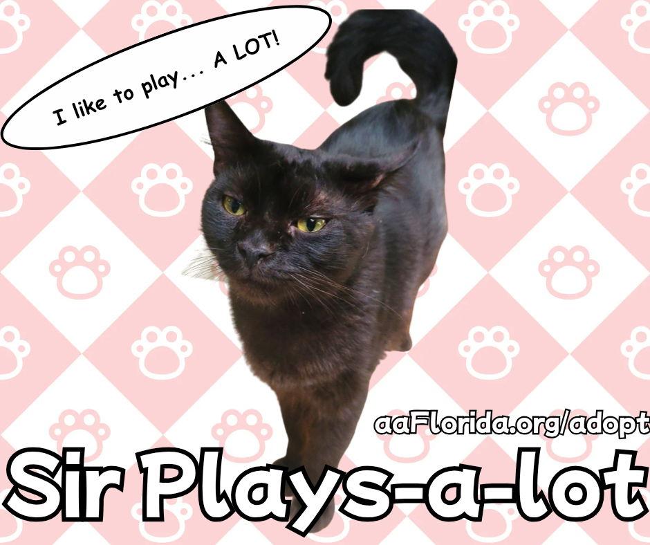 Enlarge Sir Playsalot, a Adopted Domestic Medium Hair in Pensacola, FL image 3/3