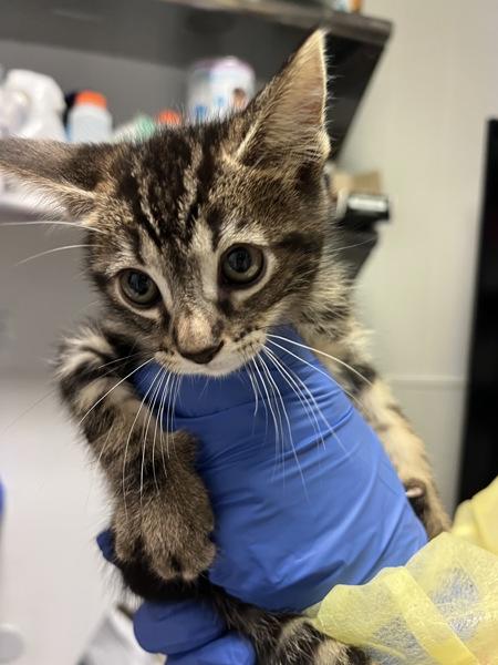 Gnocchi, Adoptable, Young Male Domestic Short Hair.