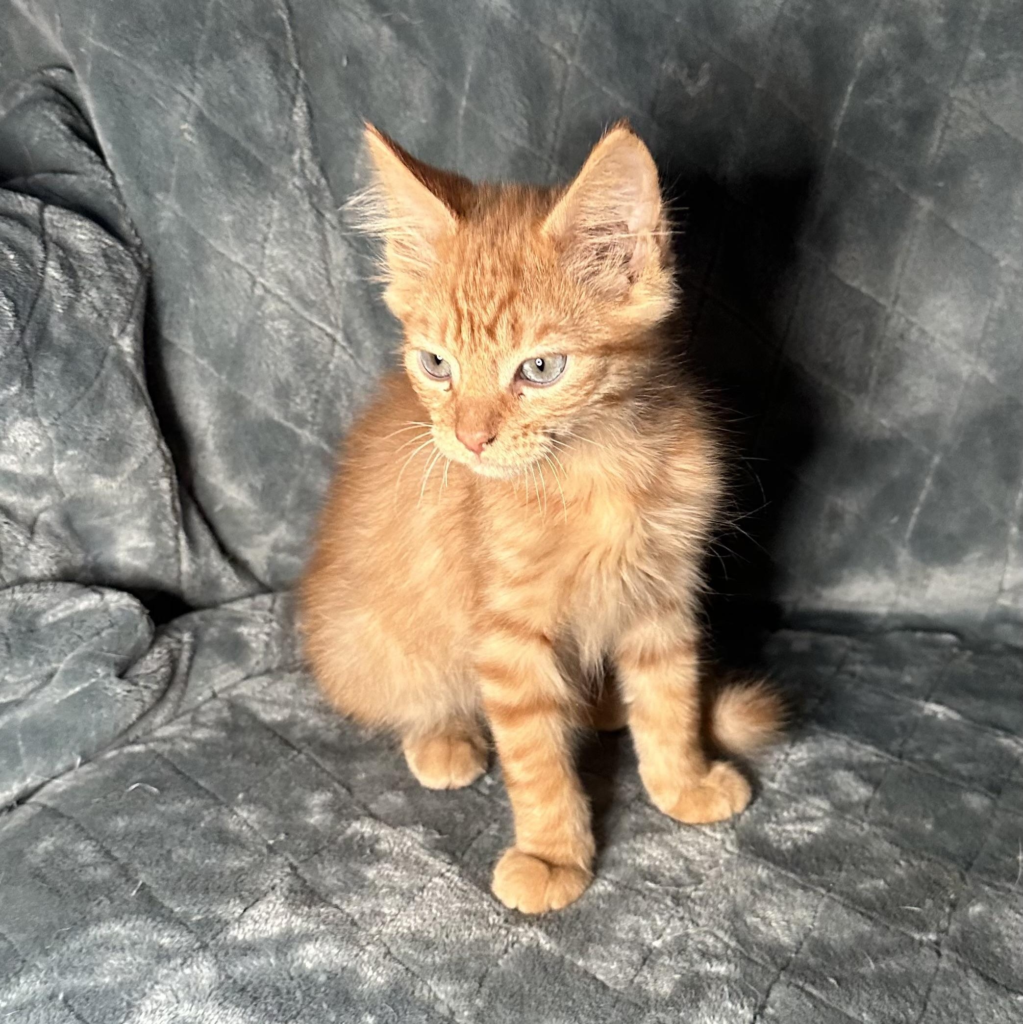 Tofu ( Danielle)